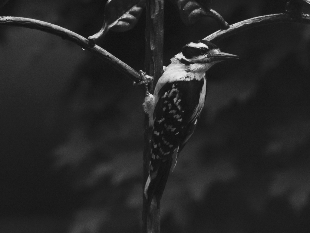 Woodpecker in b&w by amyk