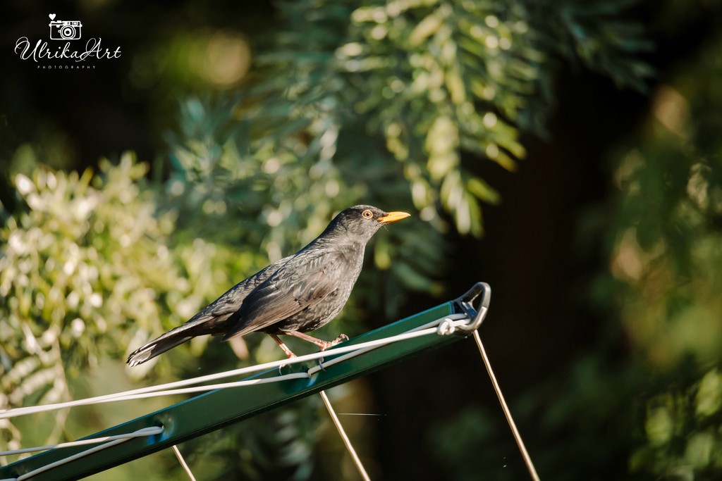 Blackbird on the washing line by ulla