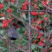 Blackbird and berries by ulla