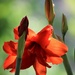amaryllis bloom by edorreandresen