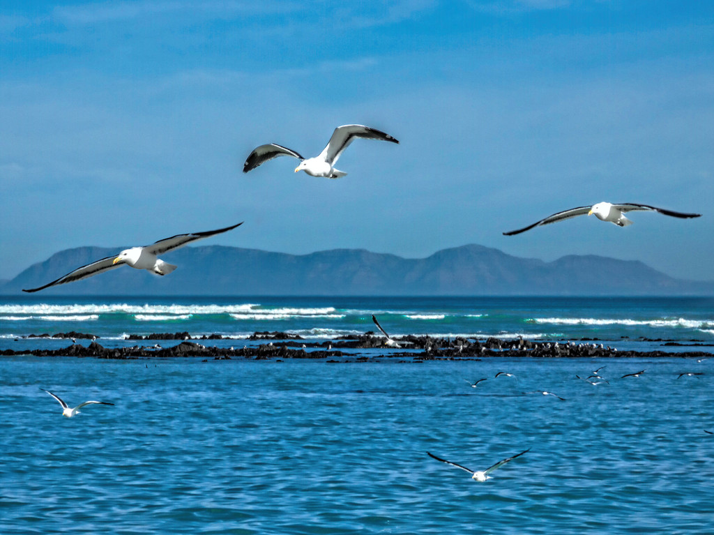 Gulls doing their rounds  by ludwigsdiana