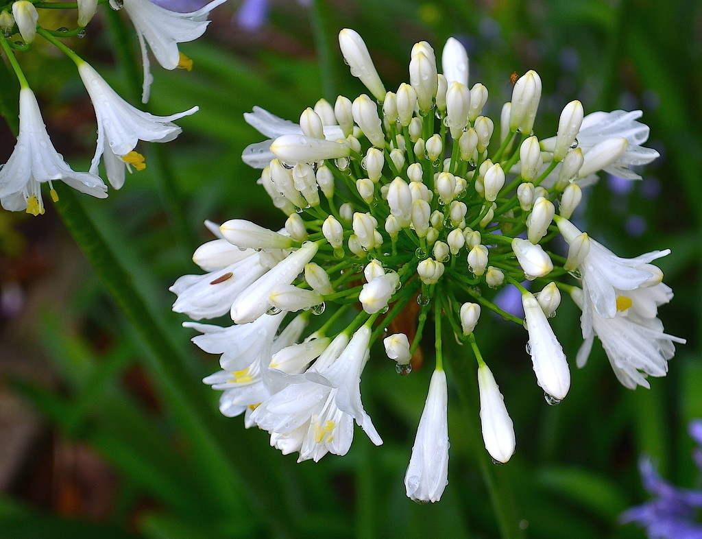 Agapanthus  by congaree