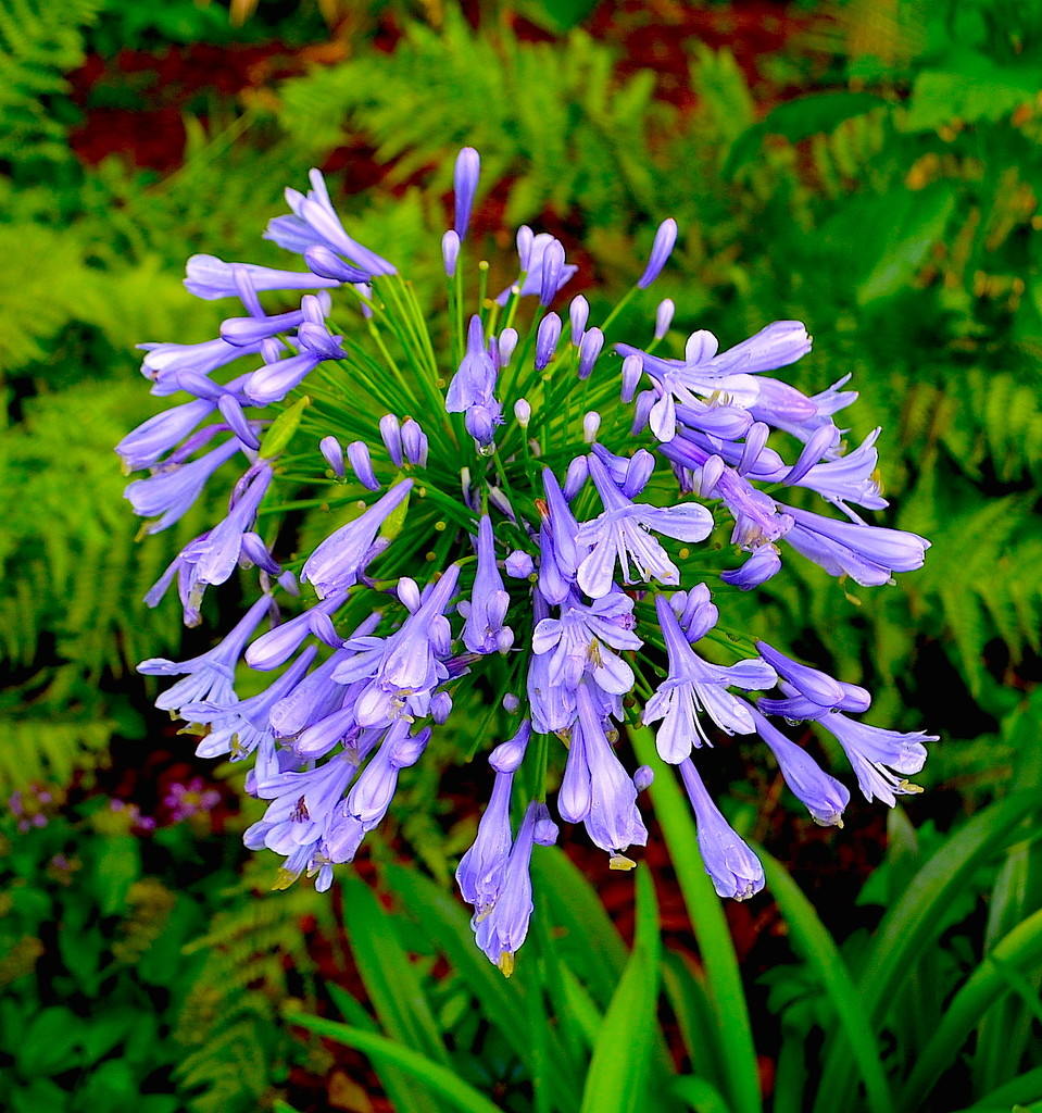 Agapanthus (Nile blue lily) by congaree