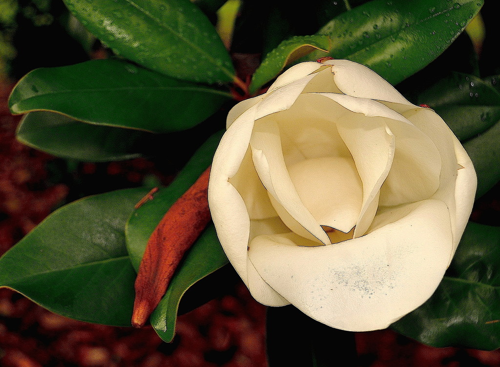 Flower of the Southern Magnolia (Magnolia grandiflora) by congaree