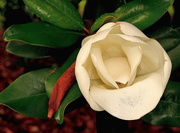 20th Jun 2018 - Flower of the Southern Magnolia (Magnolia grandiflora)