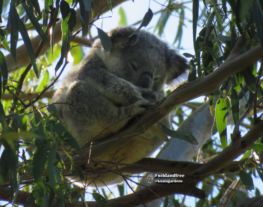a natural by koalagardens