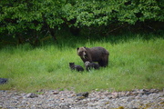 20th Jun 2018 - Alaskan bears