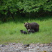 Alaskan bears by bigdad