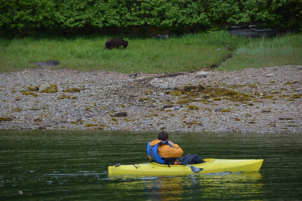 Bears in Alaska by bigdad