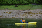 10th Jun 2018 - Bears in Alaska