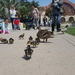 Ducklings in the Park by mariaostrowski