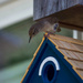 House Wren house hunting by berelaxed