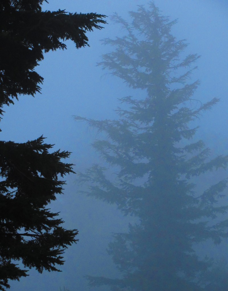 Tree and Mist by granagringa
