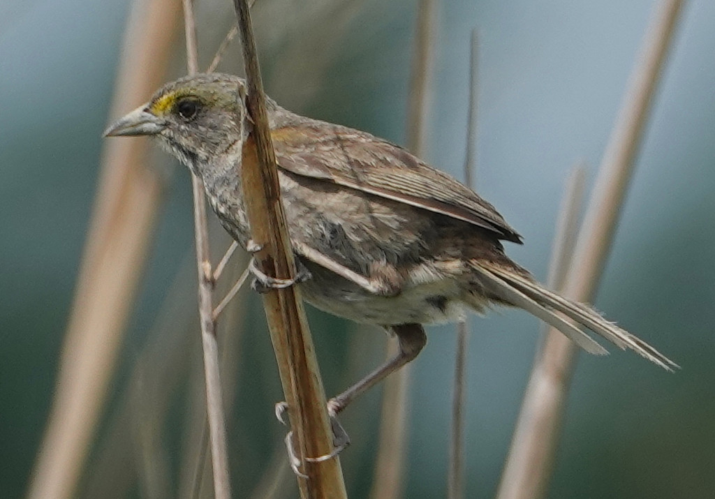 Seaside Sparrow by annepann