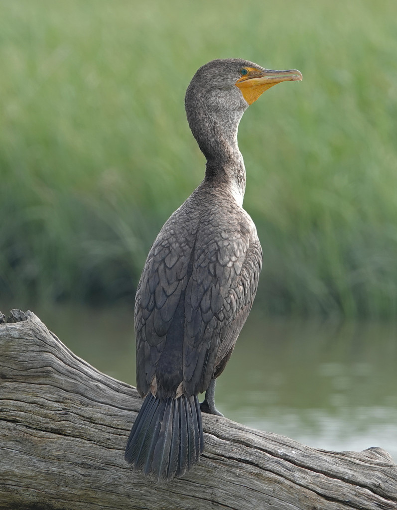 Immature Double-crested Cormorant by annepann