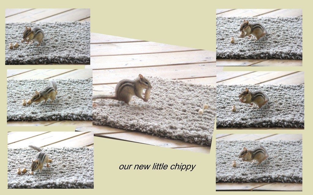 We've a new little chipmunk around  by bruni