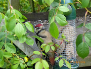 19th Jun 2018 - Lesser Spotted Woodpecker....