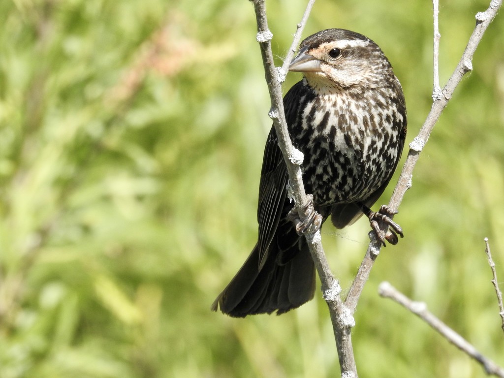 Female red winged blackbird by amyk