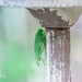 grasshopper by ulla