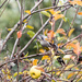 yellow wattlebird by ulla