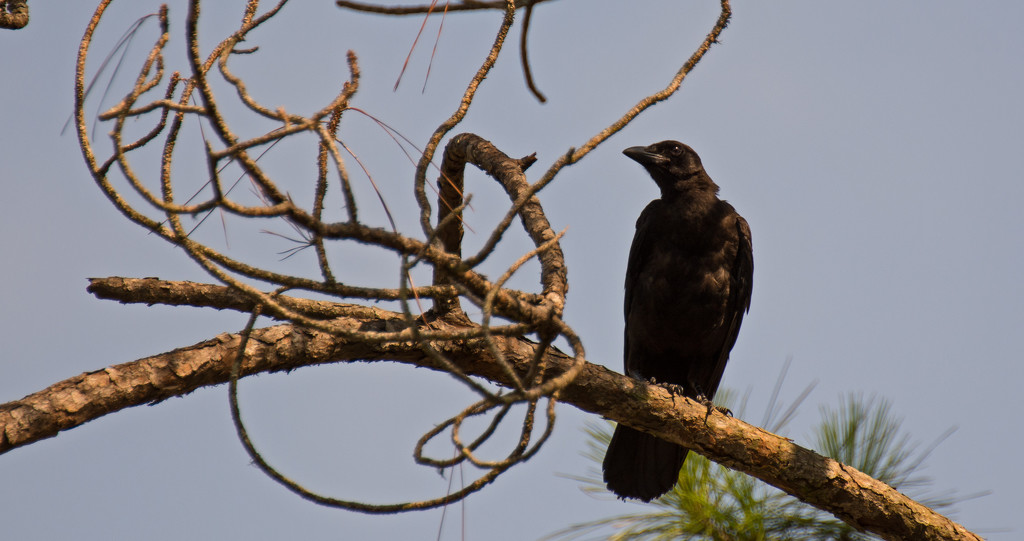 Mr Crow, Watching His Pal! by rickster549