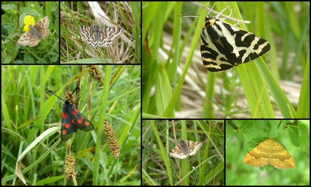 Moths of Warwickshire 6. Dayflyers by steveandkerry