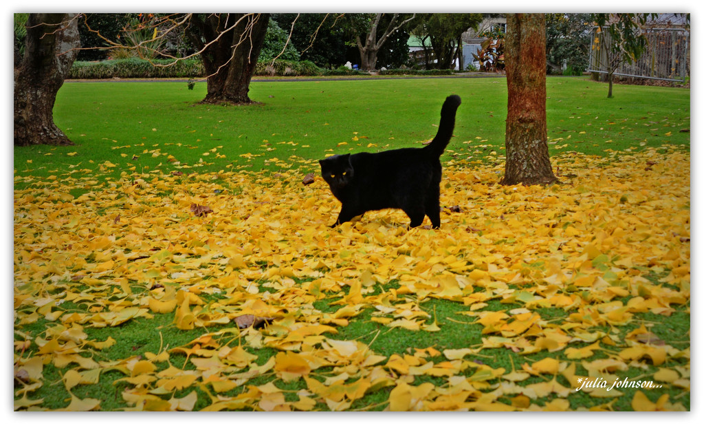 Joey in the Ginko leaves by julzmaioro