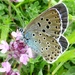 Large Blue butterfly  by julienne1
