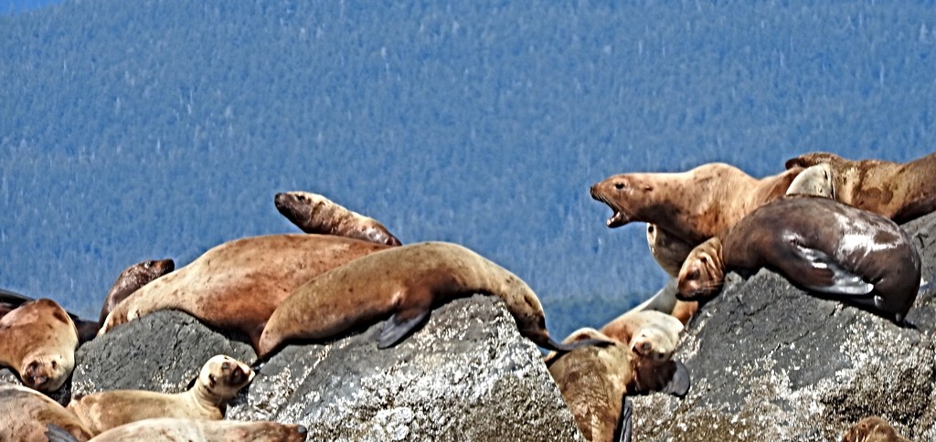 Noisy Sea Lions in Alaska by janeandcharlie