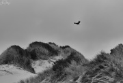 21st Jun 2018 - Bald Eagle Fly Over B and W
