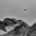 Bald Eagle Fly Over B and W by jgpittenger