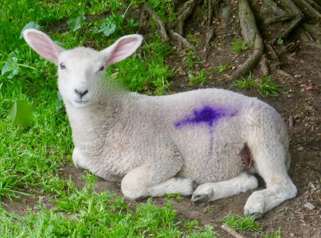 Lamb, Cornwall England by swagman