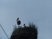 21st Jun 2018 - Stork's Nest