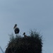Stork's Nest by g3xbm