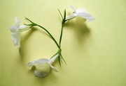 21st Jun 2018 - DSCN1178 3 little white flowers