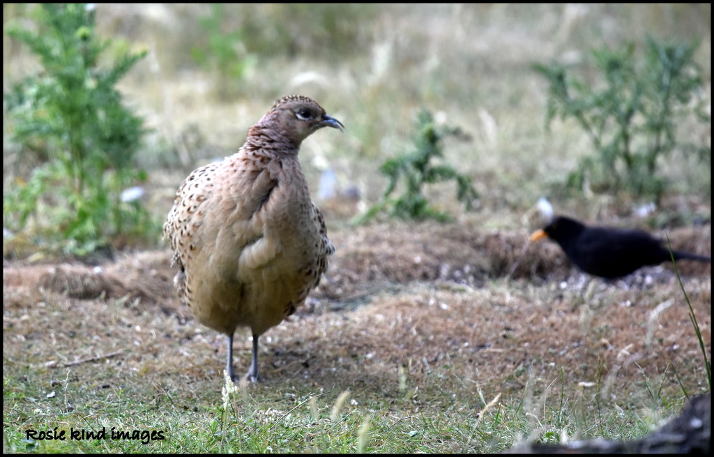 Young pheasant by rosiekind