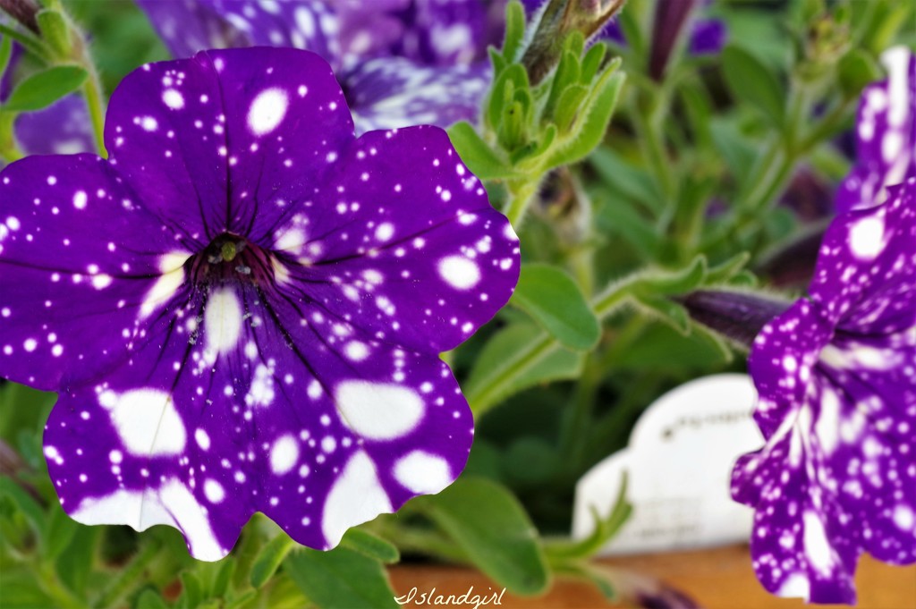 Purple Petunias  by radiogirl
