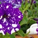 Purple Petunias  by radiogirl