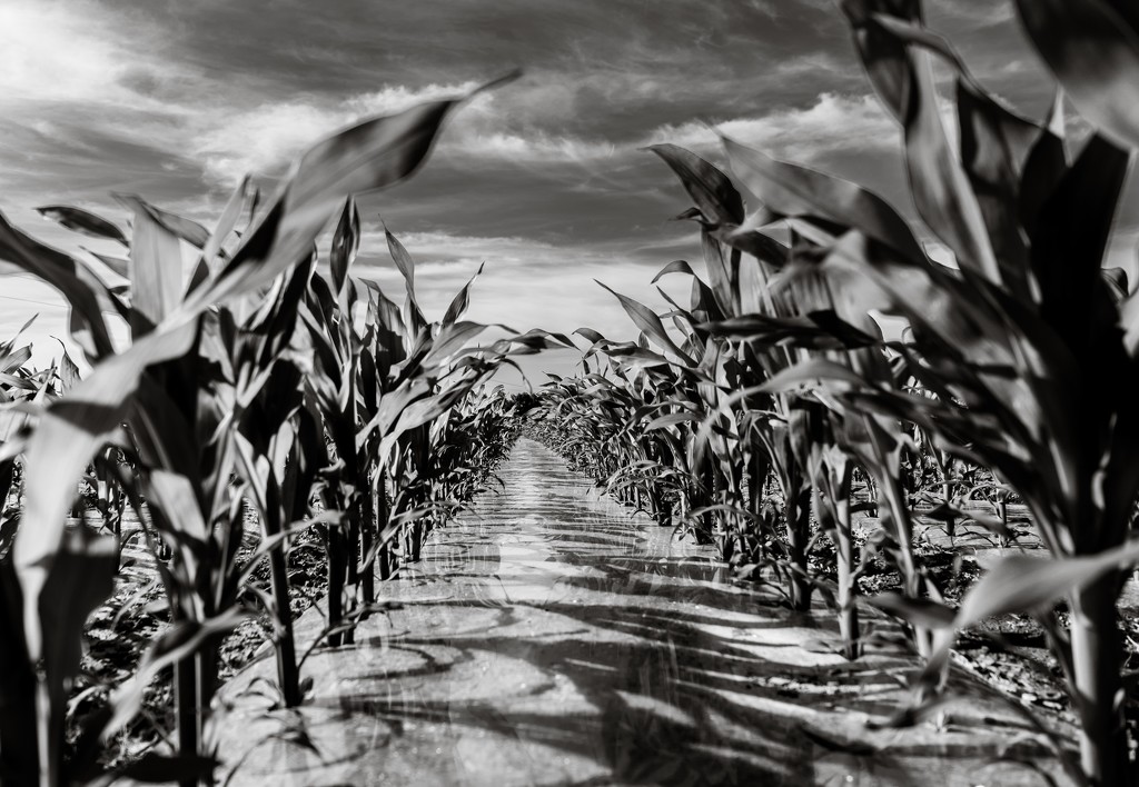 Paimpont 2018: Day 147 - Maize... by vignouse