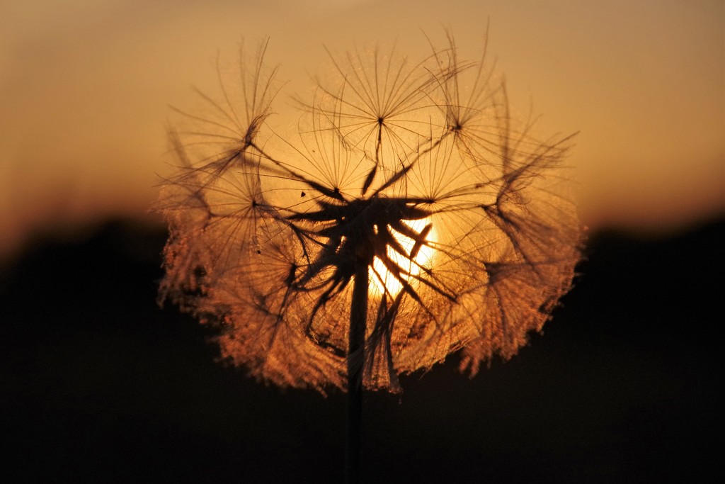 Summer Solstice Sunset Seedhead by 30pics4jackiesdiamond