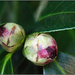Winter Garden IV - Camellia Buds by chikadnz