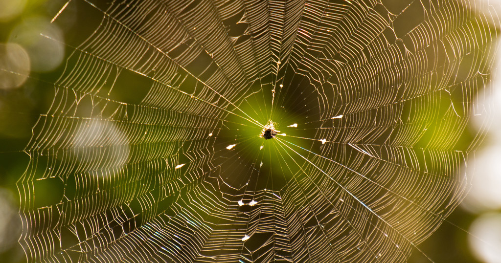 Dry Web! by rickster549