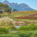 Autumn colours in the Winelands. by ludwigsdiana