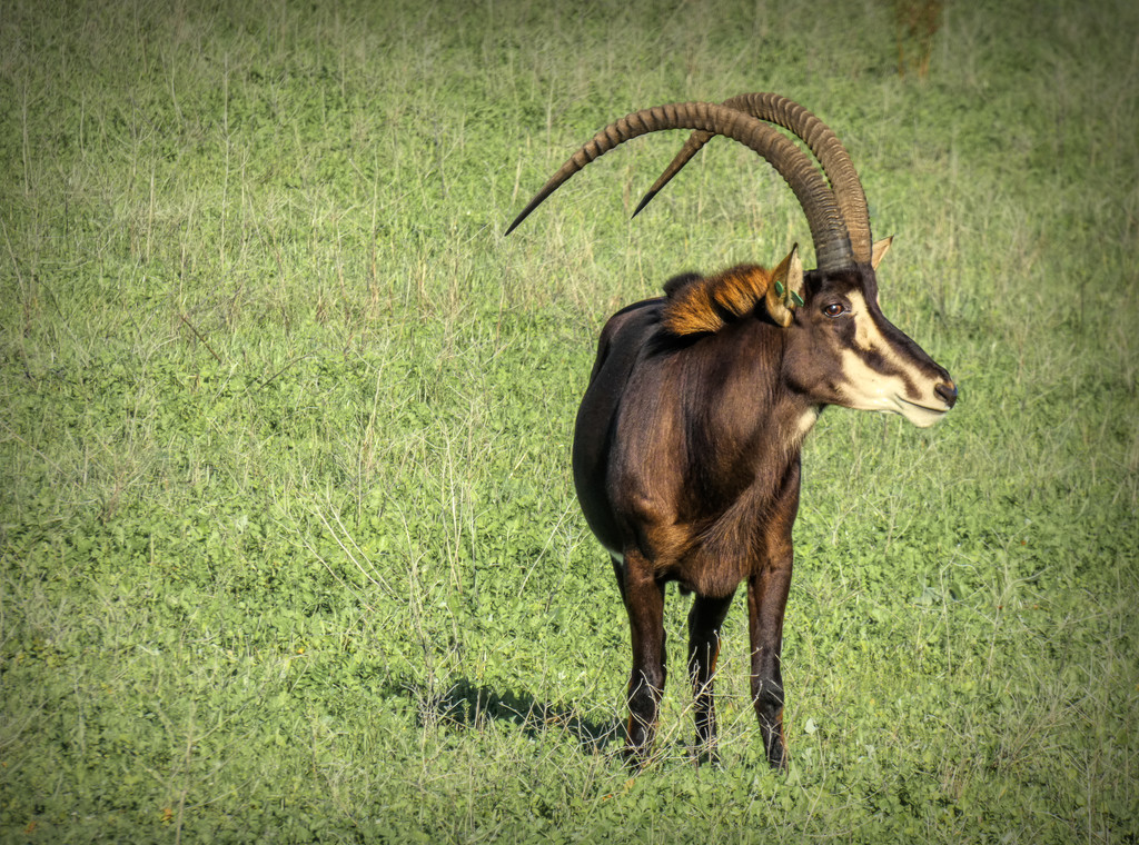 Sable Antelope by ludwigsdiana