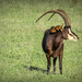 Sable Antelope by ludwigsdiana
