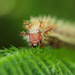 caterpillar by aecasey