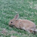 Pretty bunny by ulla