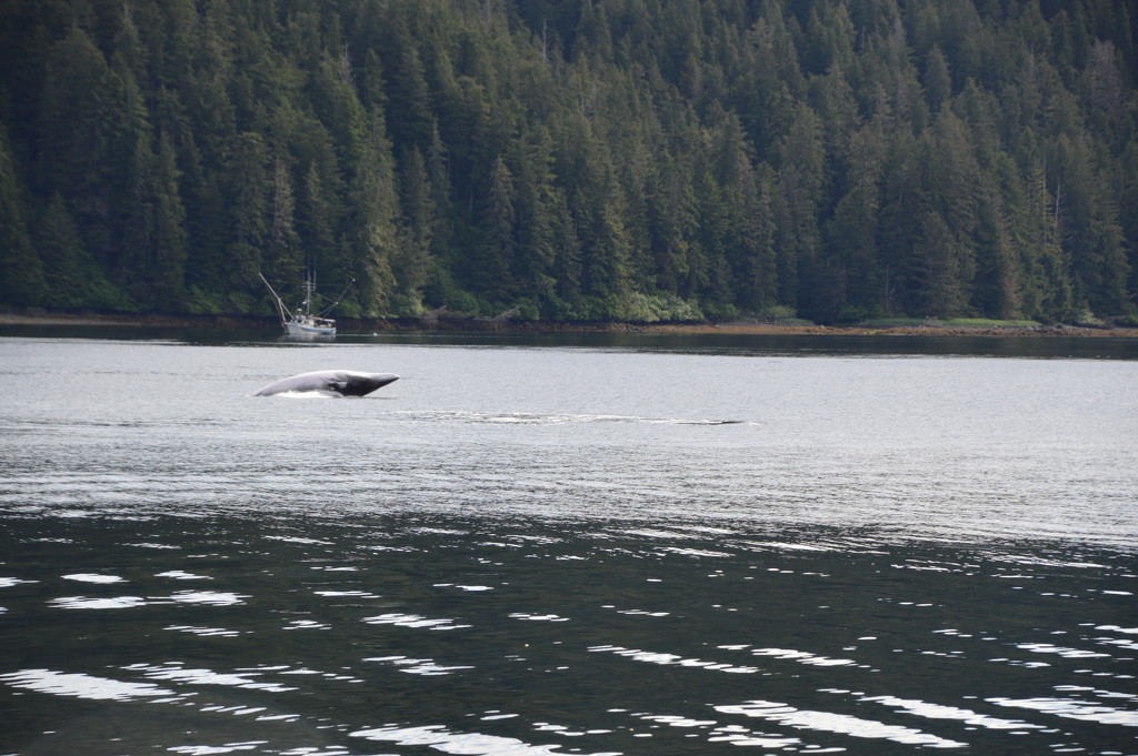 Whale in Alaska by bigdad