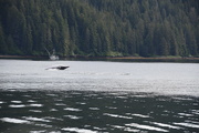 12th Jun 2018 - Whale in Alaska