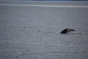 22nd Jun 2018 - Whales tail